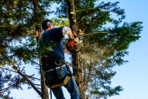 Suffolk County Tree Removal